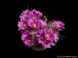 Echinocereus cv. apachensis BW074 X gilbertus 727